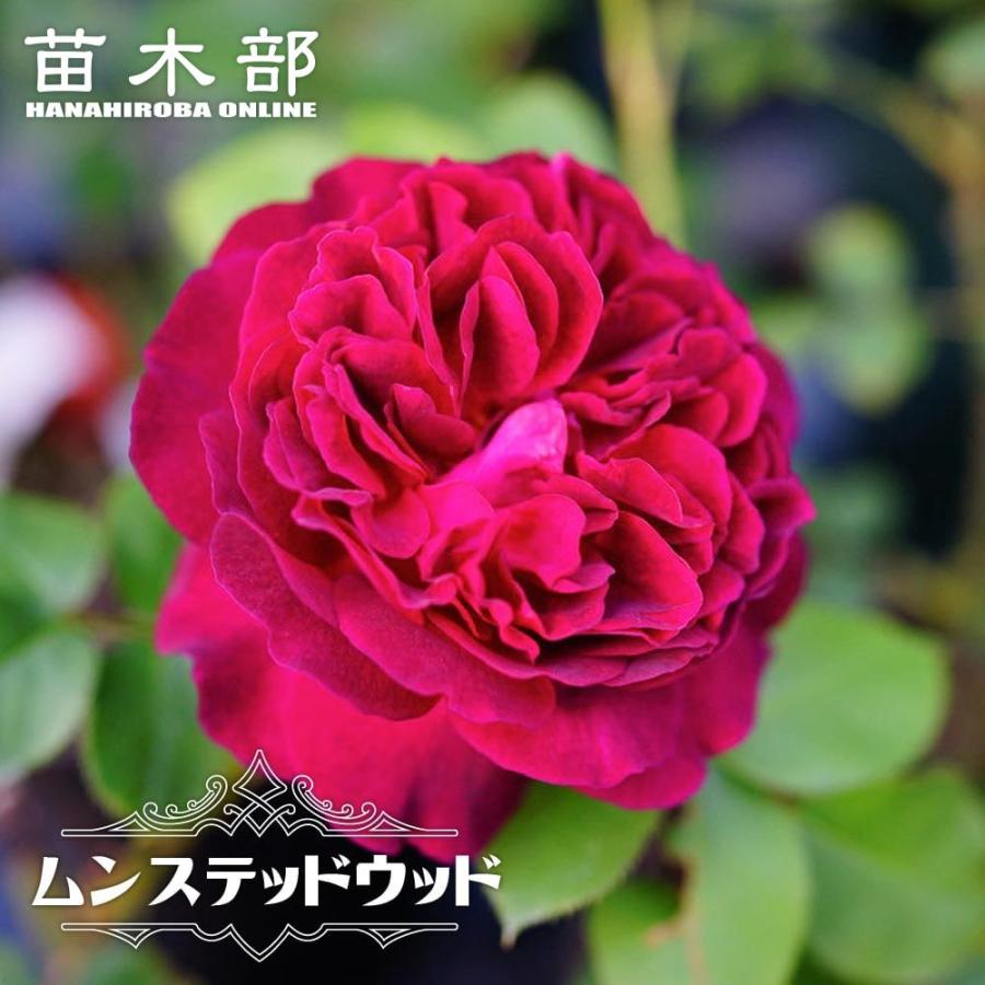 四季咲き強香バラ苗 ムンステッドウッド 2年生大苗 登録品種・品種登録