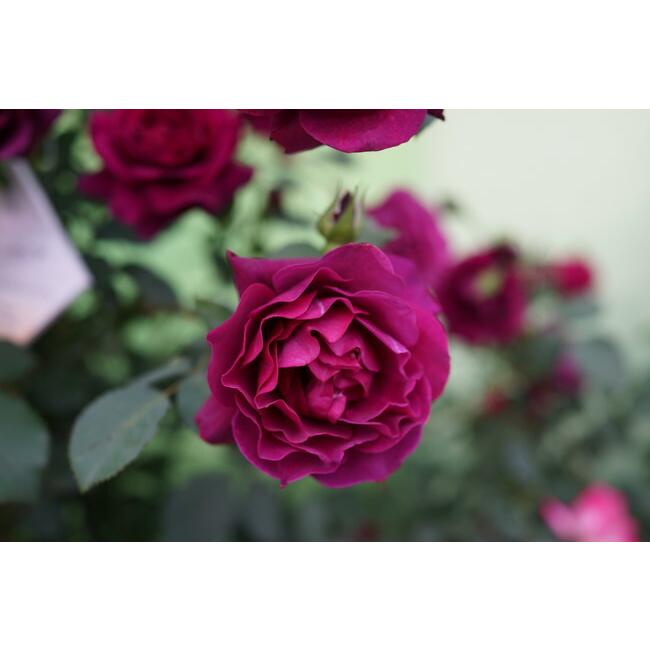 四季咲き強香つるバラ オデュッセイア 3年生長尺1 5m苗 登録品種 品種登録 Rose Oduseia N 苗木部 花ひろばオンライン 通販 Yahoo ショッピング