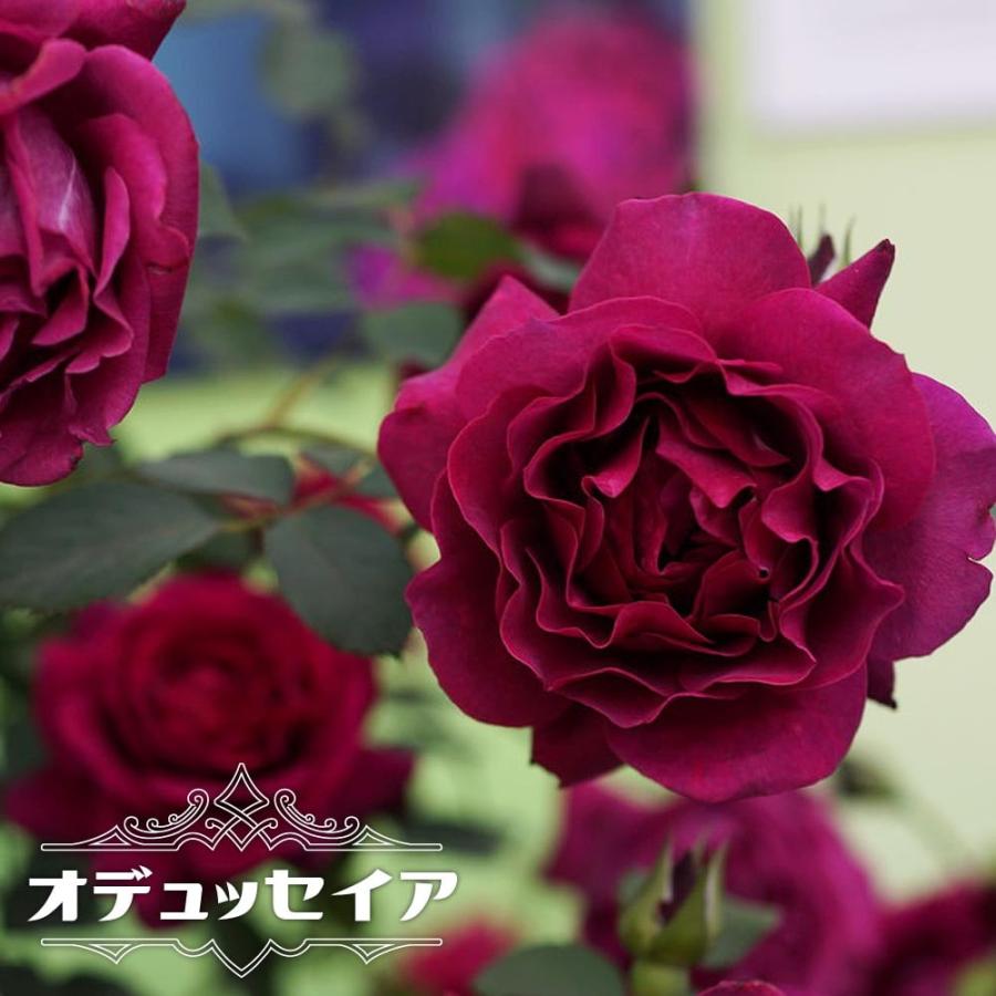 四季咲き強香つるバラ オデュッセイア 3年生長尺1 1m苗 登録品種 品種登録 Rose Oduseia Ns 苗木部 花ひろばオンライン 通販 Yahoo ショッピング