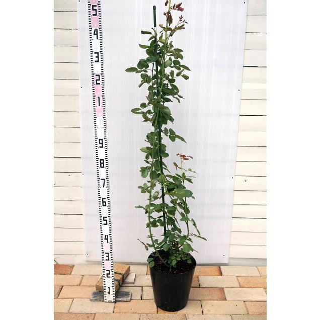 バラ苗 フェリシア 長尺苗 オールドローズ トゲが少ない 四季咲き ピンク 強香 強健 西濃運輸お届け 北海道 沖縄 離島不可 Rose Old Ferishia 2n 苗木部 花ひろばオンライン 通販 Yahoo ショッピング