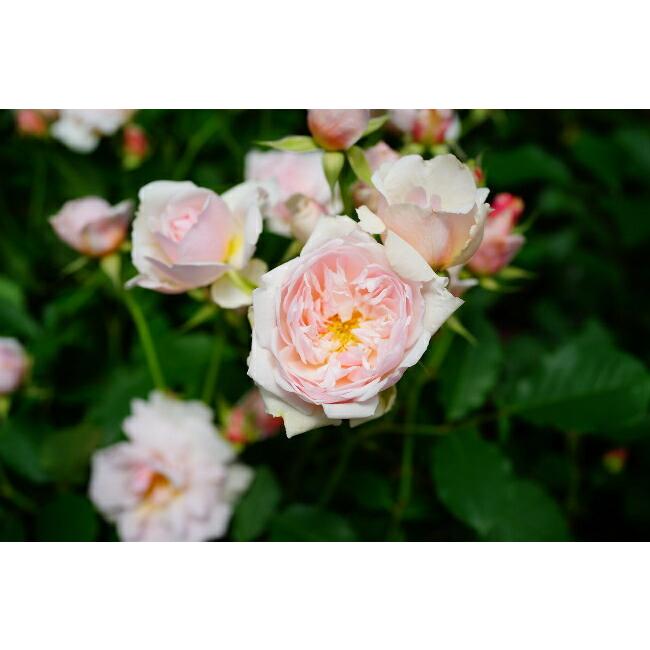 バラ苗 フェリシア オールドローズ 国産苗 1年生 新苗 四季咲き ピンク 強香 強健 バラ 苗 Rose Old Ferishia 苗木部 花ひろばオンライン 通販 Yahoo ショッピング