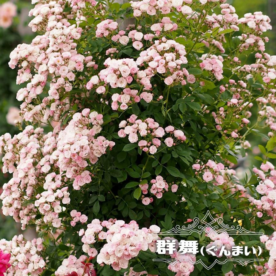 つるバラ 群舞 6号ポット苗 : 苗木部 花ひろばオンライン - 通販 つるバラ 群舞 6号ポット苗 : 苗木部 花ひろばオンライン - 通販