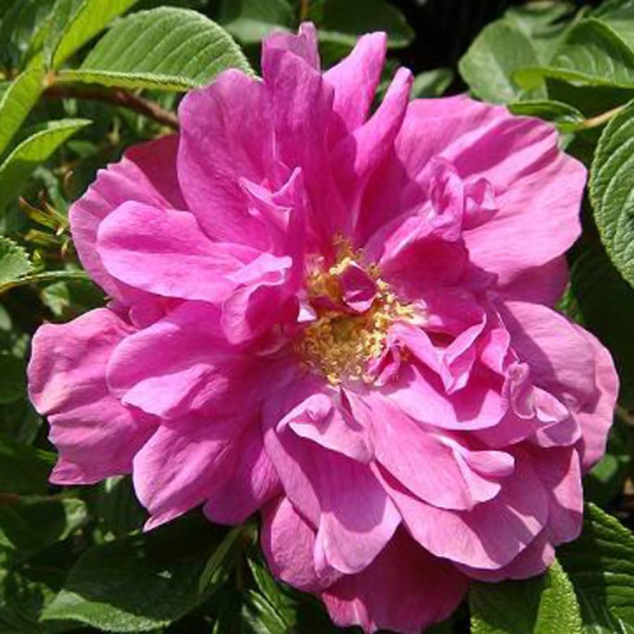 ハマナス ピンク八重 バラ苗 1年生新苗 3 5号ポット苗 Rose Old Hamanasu Yae 1 苗木部 花ひろばオンライン 通販 Yahoo ショッピング