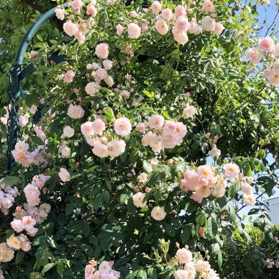 バラ苗 コーネリア オールドローズ 国産苗 1年生 新苗 四季咲き ピンク 強香 強健 バラ 苗 Rose Old Ko Neria 苗木部 花ひろばオンライン 通販 Yahoo ショッピング