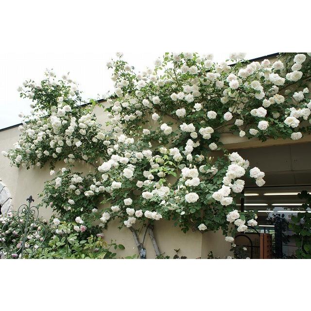 バラ苗 マダムアルフレッドキャリエール 長尺苗 オールドローズ 四季咲き 白 強健 大型宅配便 沖縄 離島不可 Rose Old Madamuarufureddo Hachi 苗木部 花ひろばオンライン 通販 Yahoo ショッピング