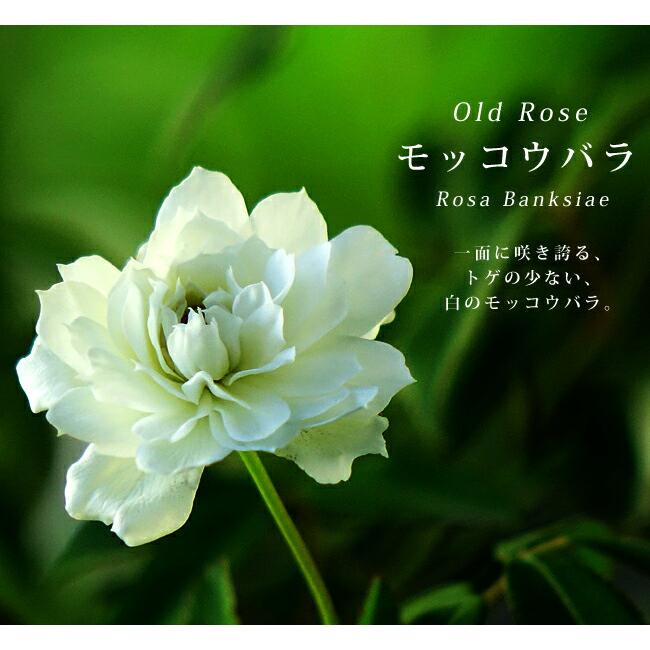 白八重 モッコウバラ 6号ポット苗 : 苗木部 花ひろばオンライン 白八重 モッコウバラ 6号ポット苗 : 苗木部 花ひろばオンライン