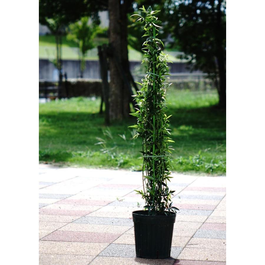 バラ苗 白 モッコウバラ 八重 オールドローズ ポット苗 白色 強健 Rose Old Mokkou Shiro 苗木部 花ひろばオンライン 通販 Yahoo ショッピング