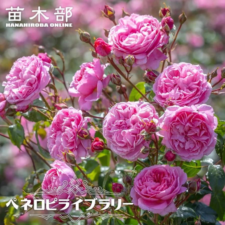 バラ苗 ペネロピライブラリー 2年生大苗 6号ポット 登録品種・品種登録