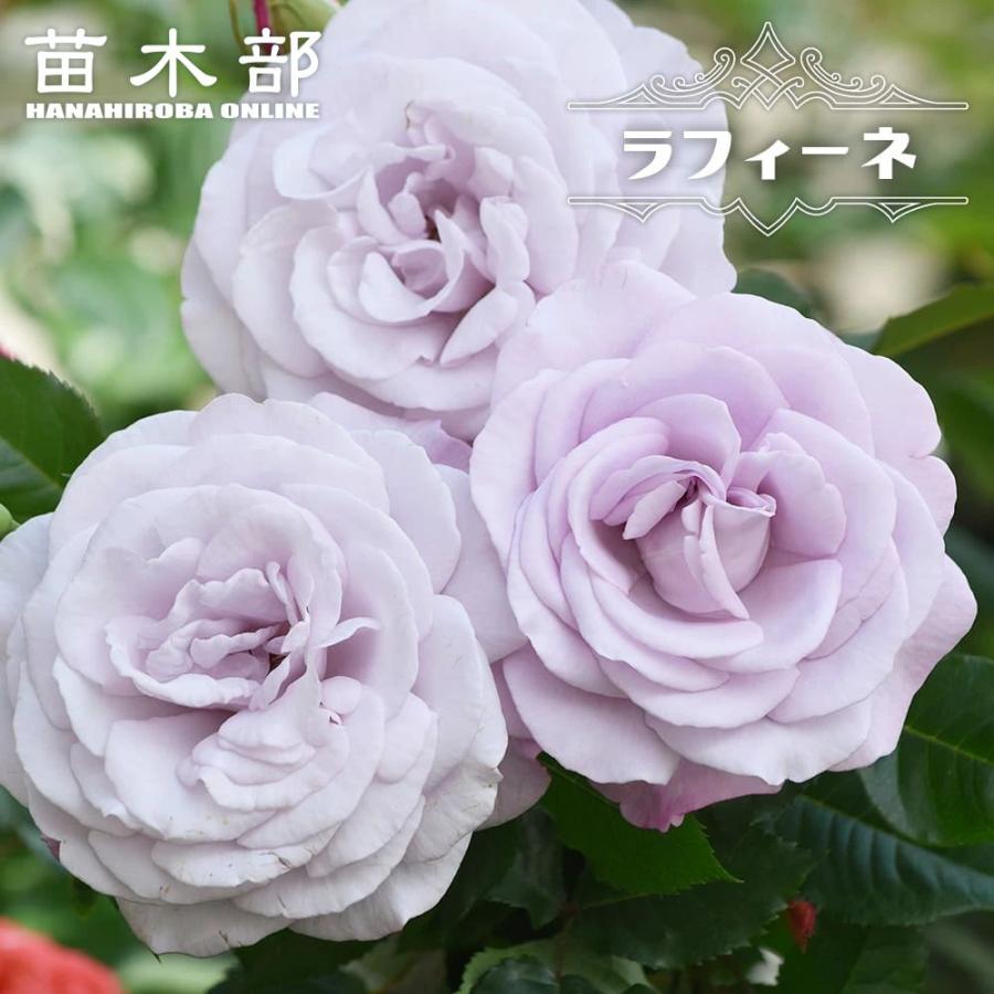 四季咲きバラ ラフィーネ 2年生接木苗 : 苗木部 花ひろばオンライン 