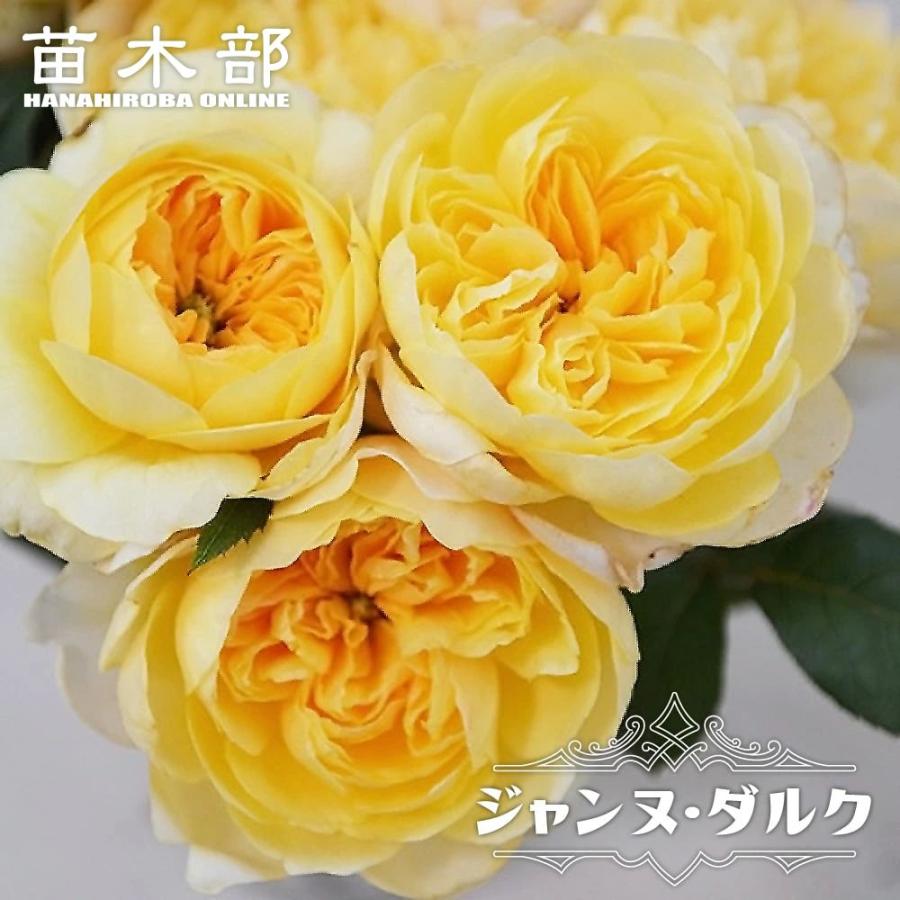 四季咲きバラ苗 ジャンヌ・ダルク 2年生大苗 登録品種・品種登録