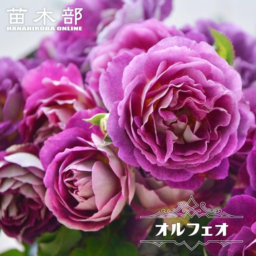 四季咲き半つるバラ オルフェオ 2年生大苗 登録品種・品種登録 予約