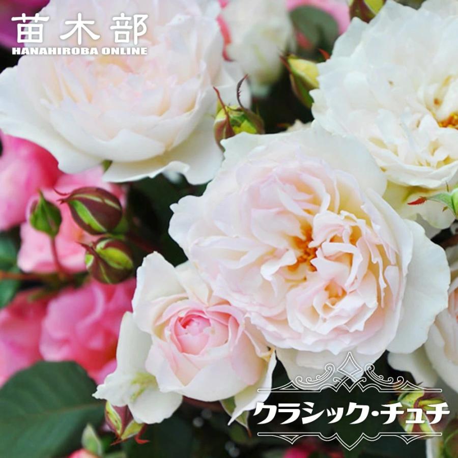 四季咲きバラ苗 クラシックチュチュ 2年生大苗 登録品種・品種登録 爆