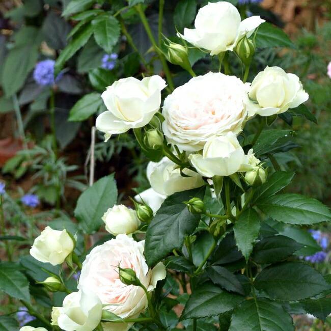 バラ苗 クラリス Sh 大苗 シュラブローズ 四季咲き Rose Sh Clarice 02 苗木部 花ひろばオンライン 通販 Yahoo ショッピング