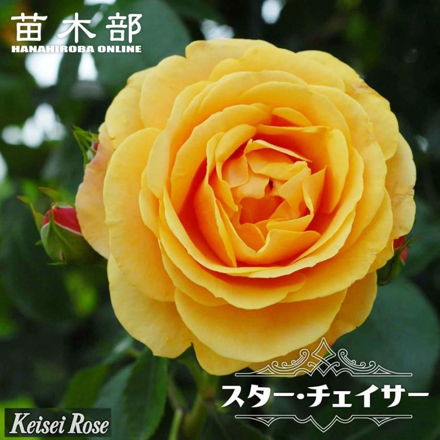 バラ苗 スターチェイサー 国産苗 大苗 6号ポット 四季咲き オレンジ色 バラ 苗 Rose Sutaacheisa 02 苗木部 花ひろばオンライン 通販 Yahoo ショッピング