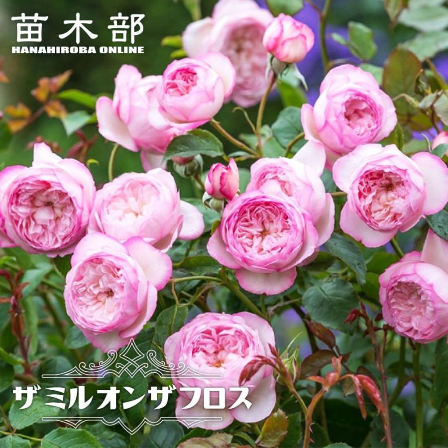 四季咲きバラ苗 ザミルオンザフロス 2年生大苗 6号ポット 登録品種