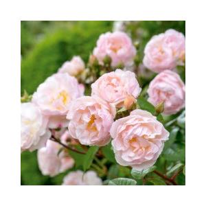 バラ苗 ザ レディ オブ ザ レイク ２年生大苗 イングリッシュローズ 四季咲き カップ咲き 強健 バラ苗木 登録品種 品種登録 Rose Theredyofthereik02 苗木部 花ひろばオンライン 通販 Yahoo ショッピング