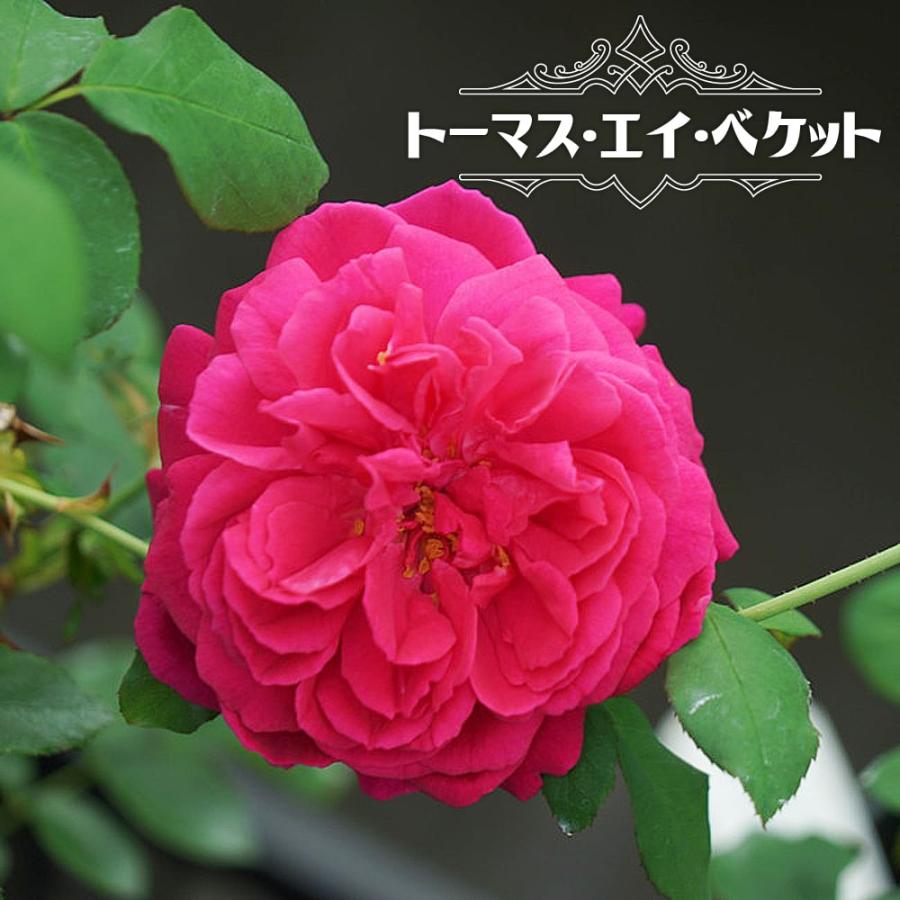 バラ苗 トーマス エイ ベケット 大苗 イングリッシュローズ 四季咲き 強健 Rose Tomasabeketto02 苗木部 花ひろばオンライン 通販 Yahoo ショッピング