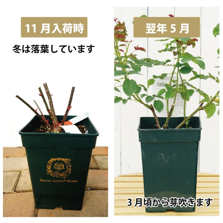 四季咲きバラ苗 トッタリングバイジェントリー 2年生大苗 6号ポット