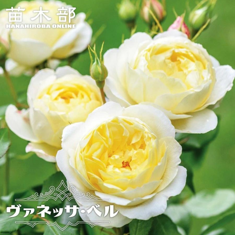 バラ苗 ヴァネッサ ベル イングリッシュローズ 大苗 6号ポット 予約販売12 翌1月頃入荷予定 Rose Venessaberu02 苗木部 花ひろばオンライン 通販 Yahoo ショッピング