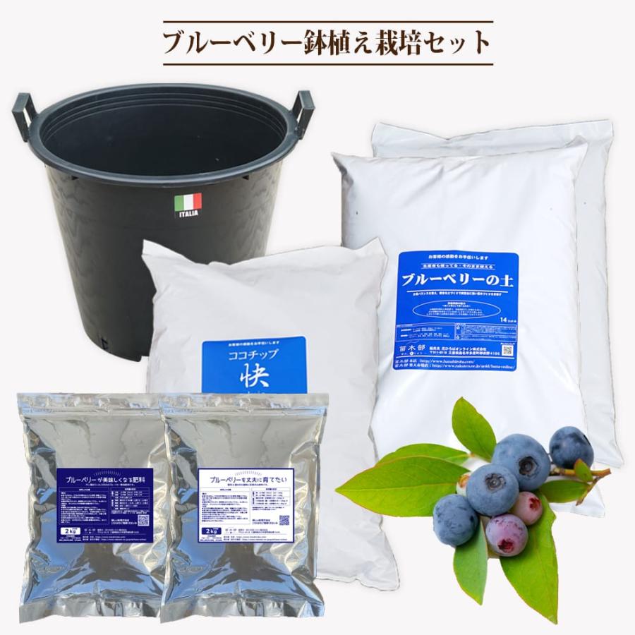 ブルーベリー苗3.5号ポット50本セット 鉢植え栽培セット ブルーベリー 3年生用 ブラックナーセリーポット