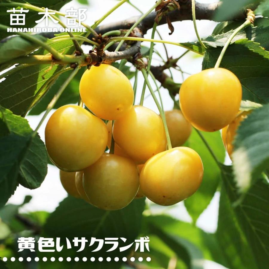 果樹 サクランボ　　黄色さくらんぼ さくらんぼの木 黄色いサクランボ 1年生接木苗 爆買いweek : 苗木部 花