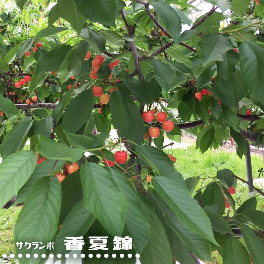さくらんぼの木 香夏錦 1年生接木苗 : 苗木部 花ひろばオンライン