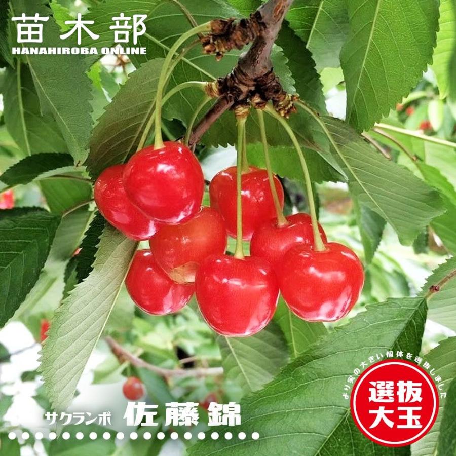 さくらんぼの木 選抜大玉佐藤錦 2年生接木苗 ロングスリット 鉢植え