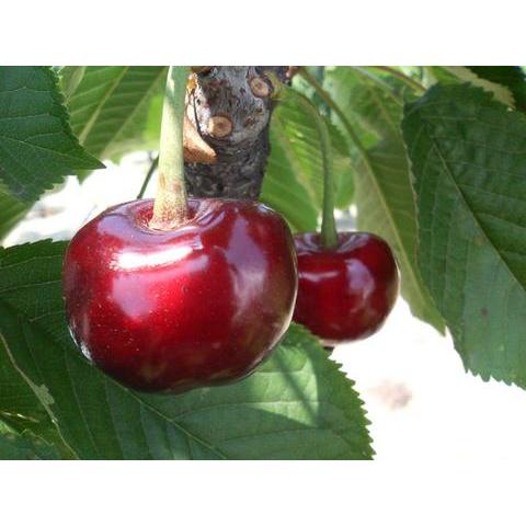 アメリカンチェリー 苗 大実サミット 2年生接木ロングスリット 鉢植え