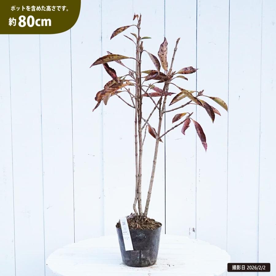 サンゴジュ（珊瑚樹） 5号ポット苗 爆買いweek : 苗木部 花ひろば
