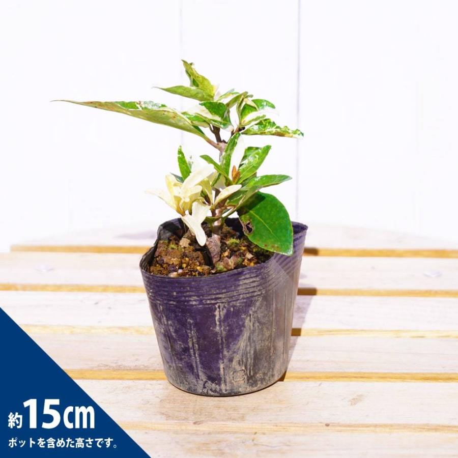 サンゴジュ 斑入り 3 5号ポット苗 挿し木 ハナヒロバリュー Sangozyu Fuiri V 苗木部 花ひろばオンライン 通販 Yahoo ショッピング