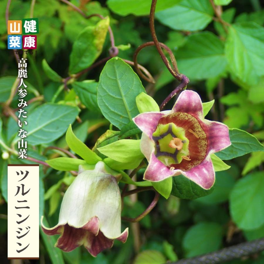 日本天然ツルニンジン ツルニンジン Sサイズ：3.5号ポット苗 : 苗木部 花ひろばオンライン