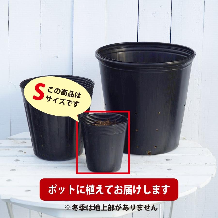 ツルニンジン Sサイズ：3.5号ポット苗 : 苗木部 花ひろばオンライン