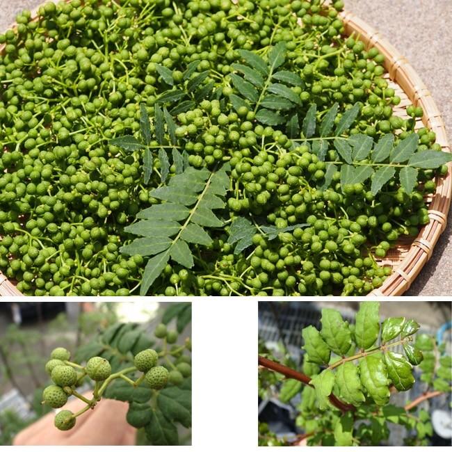 山椒 苗 トゲなし実サンショウ 朝倉山椒 根腐れ抵抗性台木使用 1年生 特等 接ぎ木 苗 Sanshou Asakura005 苗木部 花ひろばオンライン 通販 Yahoo ショッピング