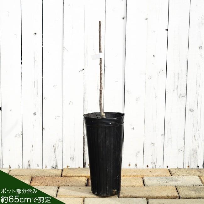 山椒 苗 トゲなし実サンショウ 朝倉山椒 根腐れ抵抗性台木使用 1年生 特等 接ぎ木 苗 Sanshou Asakura005 苗木部 花ひろばオンライン 通販 Yahoo ショッピング