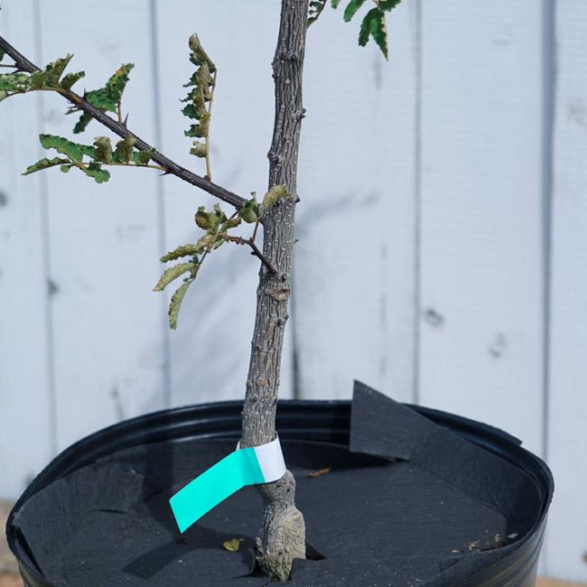 朝倉山椒 トゲなし実サンショウ 3年生接木大苗 根腐れ抵抗性台木使用 Sanshou Asakura007 苗木部 花ひろばオンライン 通販 Yahoo ショッピング