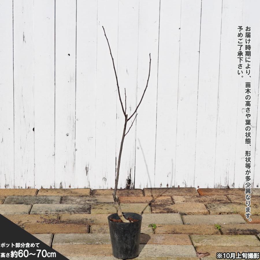 山椒の木 朝倉さんしょう トゲなし実山椒の木 1年生接木苗 : 苗木部 花