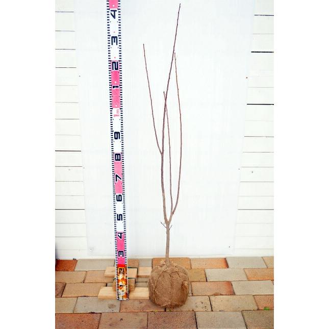 山椒の木 朝倉さんしょう トゲなし実山椒の木 3年生接木大苗 : 苗木部