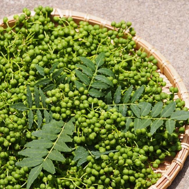 山椒の木 山椒の木 朝倉さんしょう トゲなし実山椒の木 3年生接木大苗 : 苗木部