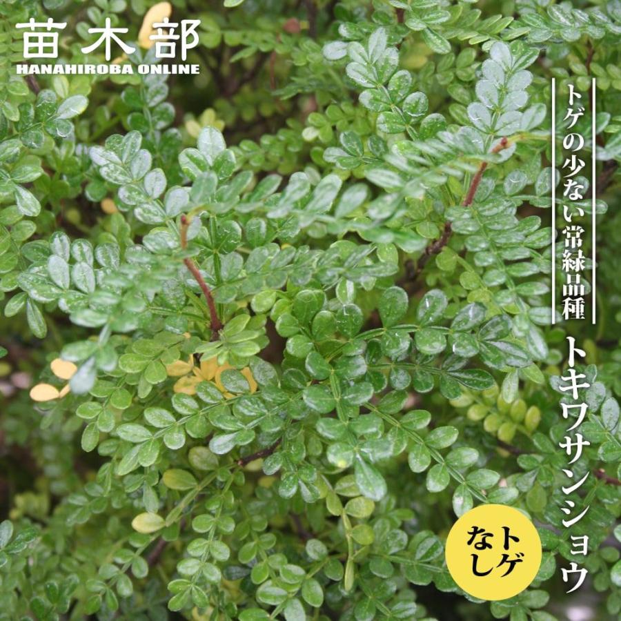 奉呈 サンショウ トキワ とげなし 挿し木 ハナヒロバリュー 3 5号ポット苗