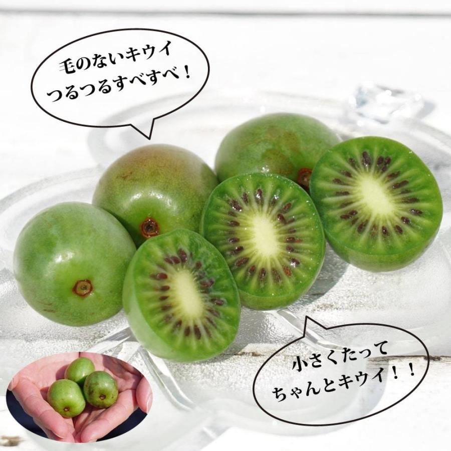 1本でなるベビーキウイ エルダー 挿し木 1年生 ポット苗 Sarunashi Eruda 苗木部 花ひろばオンライン 通販 Yahoo ショッピング