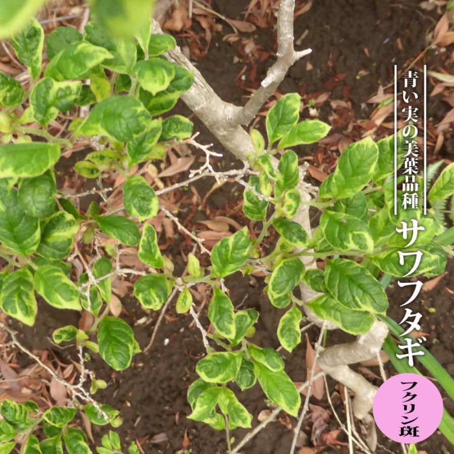 サワフタギ フクリン斑 3 5号ポット苗 挿し木 ハナヒロバリュー Sawafutagi Fukurinfu V 苗木部 花ひろばオンライン 通販 Yahoo ショッピング