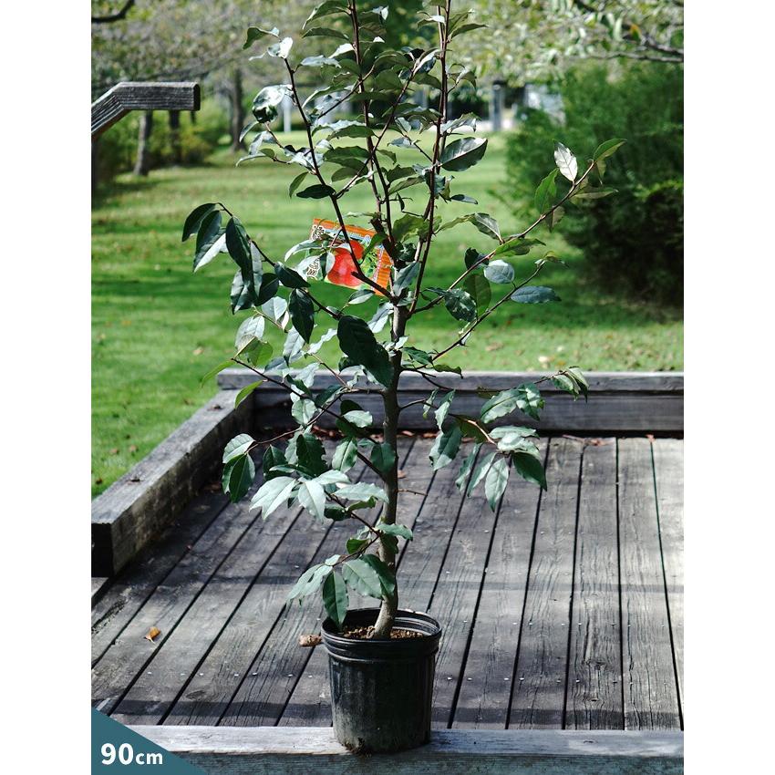 西洋グミ 2年生苗 果樹 観賞花木 予約販売10〜11月頃入荷予定 : 苗木部