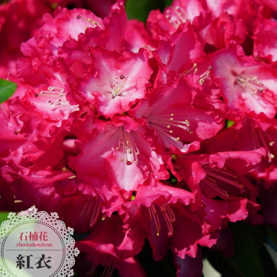 西洋シャクナゲ 紅衣 6号鉢植え Shakunage Benikoromo 苗木部 花ひろばオンライン 通販 Yahoo ショッピング