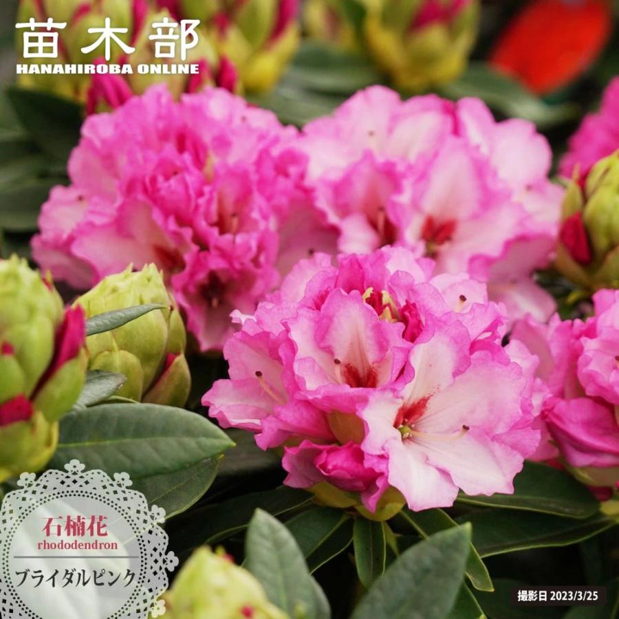 西洋シャクナゲ ブライダルピンク 5号鉢植え : 苗木部 花ひろば 
