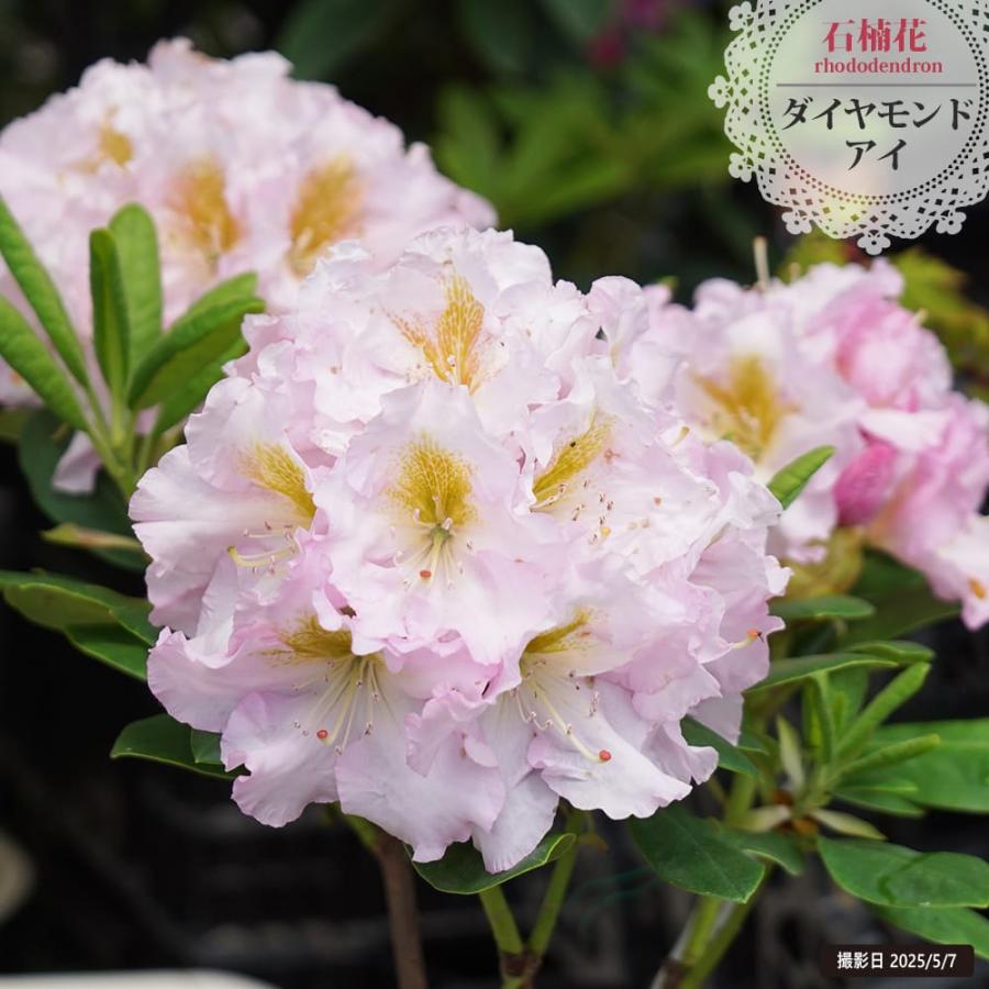 西洋シャクナゲ ダイヤモンドアイ 5号鉢植え : 苗木部 花ひろば