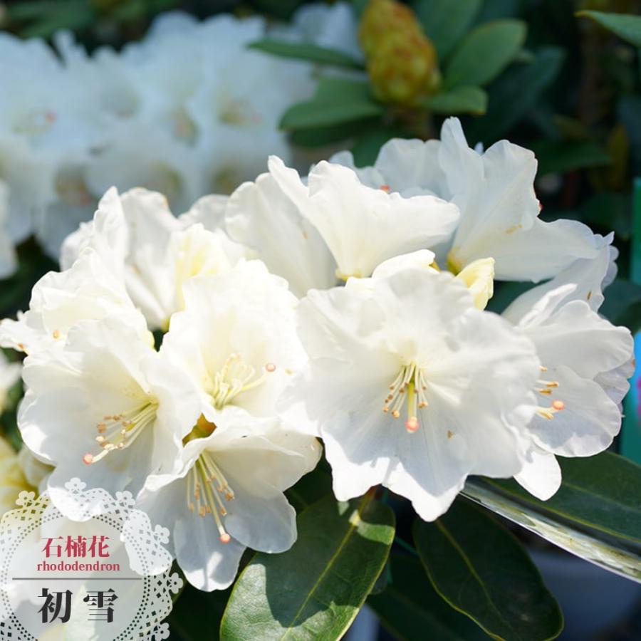 西洋シャクナゲ 初雪 6号鉢植え Shakunage Hatsuyuki 苗木部 花ひろばオンライン 通販 Yahoo ショッピング