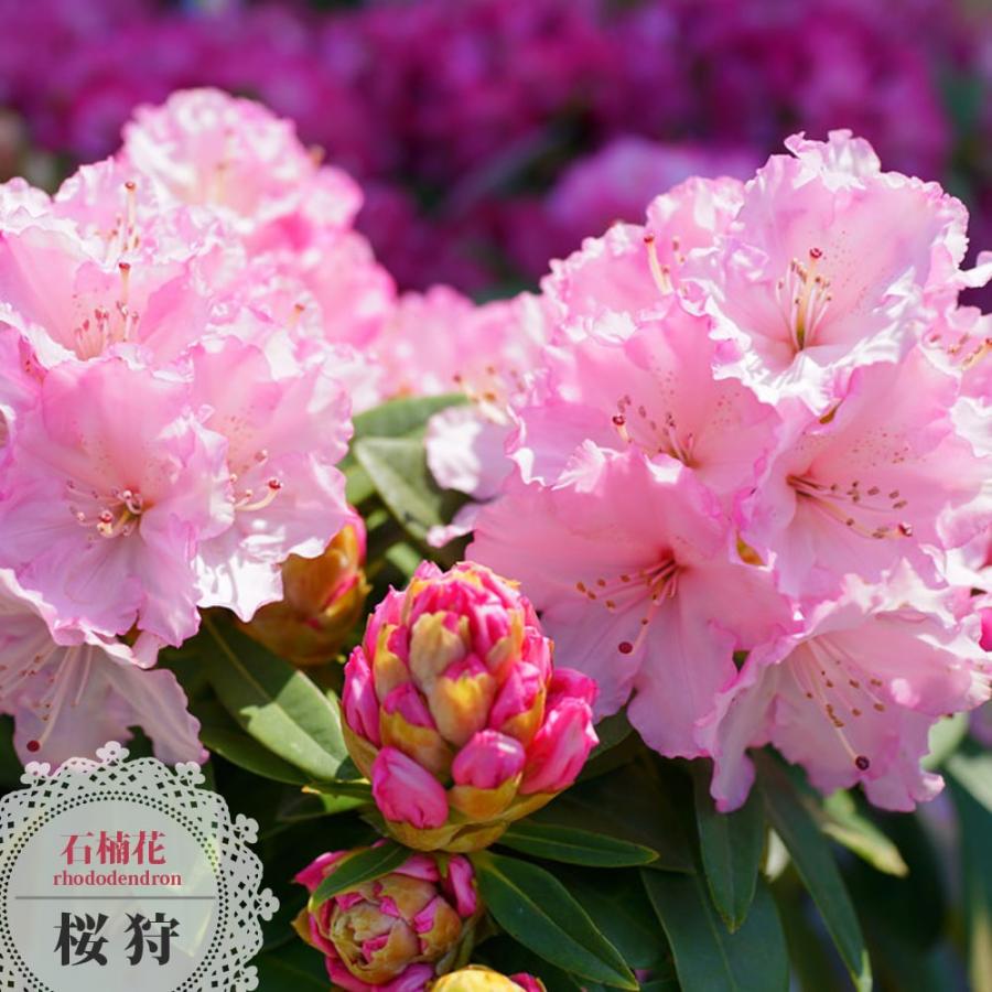 花芽付き 西洋シャクナゲ 桜狩 5号鉢植え : 苗木部 花ひろば 花芽付き 西洋シャクナゲ 桜狩 5号鉢植え : 苗木部 花ひろば