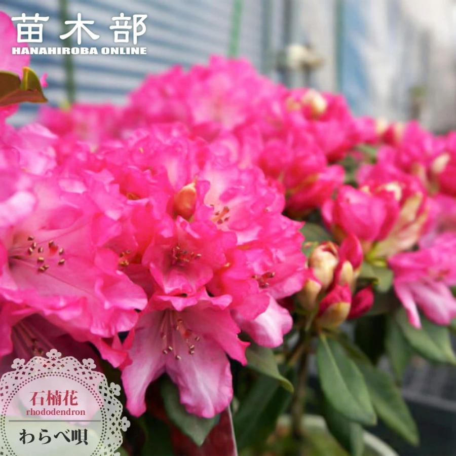 シャクナゲ　掛軸 西洋シャクナゲ わらべ唄 5号鉢植え : 苗木部 花ひろばオンライン