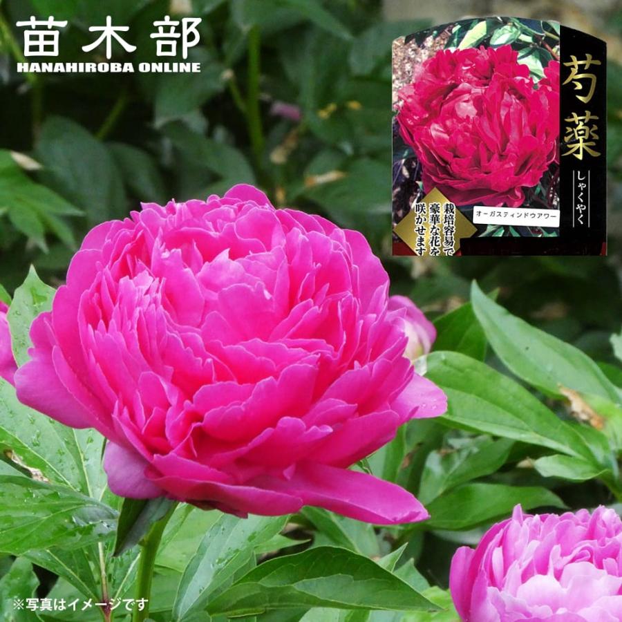 芍薬 オーガスティンドウアワー 6号スリット鉢植え 爆買いweek : 苗木