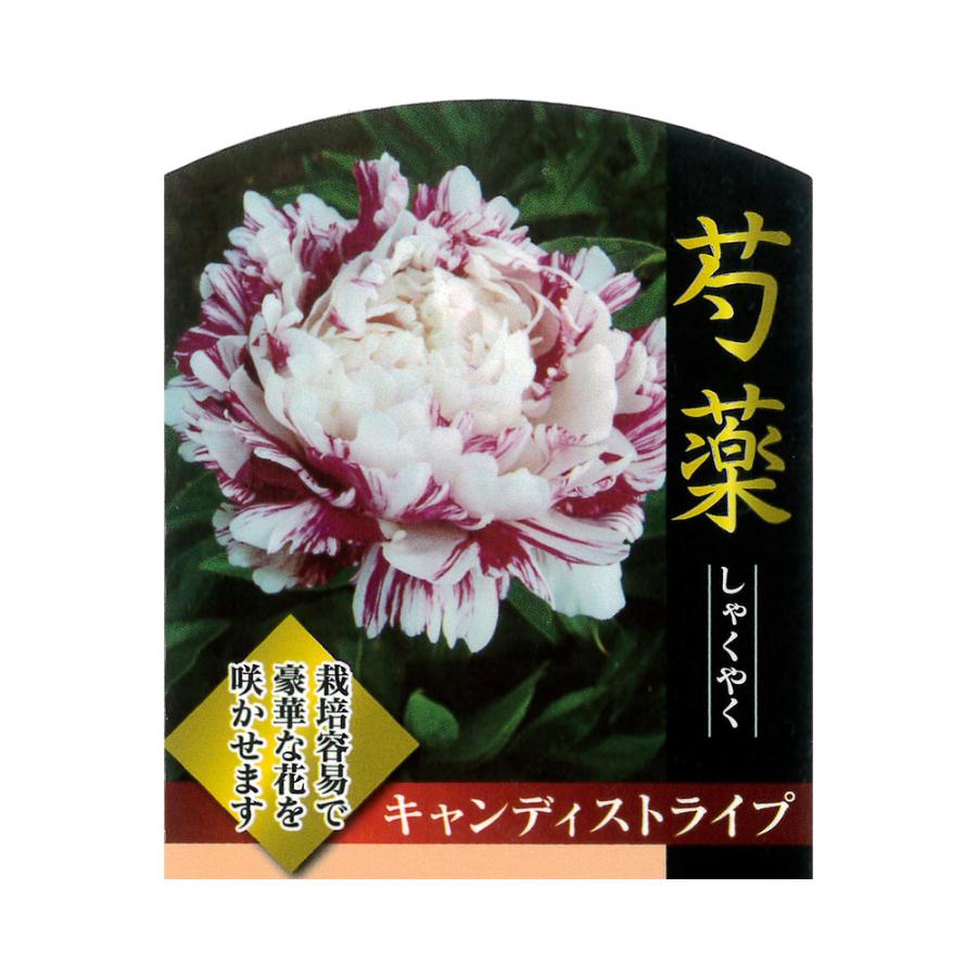 芍薬 キャンディストライプ 4号ポット苗 : 苗木部 花ひろばオンライン